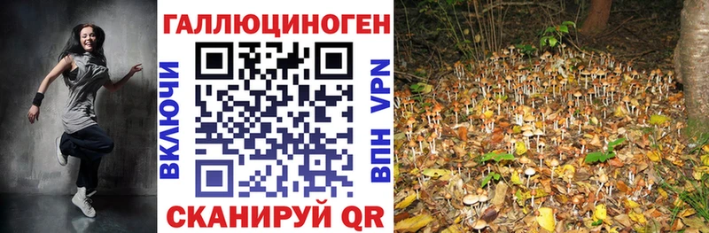 Галлюциногенные грибы Psilocybine cubensis  Гусиноозёрск 